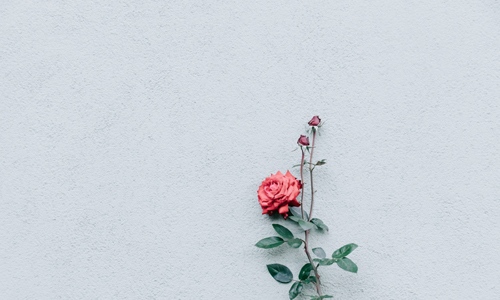 Rose on White Wall